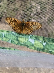 Speyeria callippe macaria