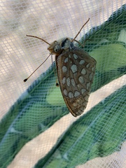 Speyeria callippe macaria