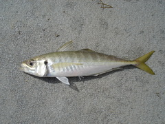 Trachurus novaezelandiae