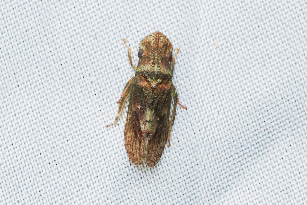 Complanledra