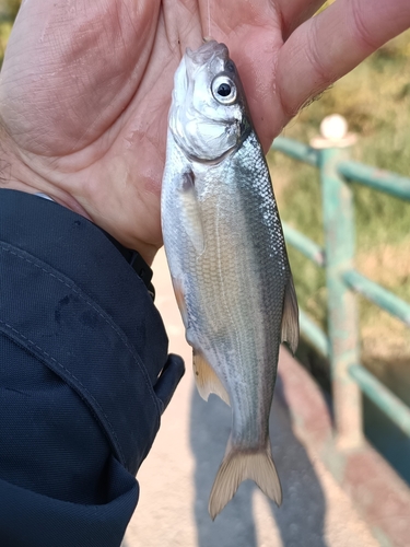 Blackbrow bleak (Acanthobrama microlepis) — Cyprinidae — 3