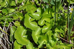 Caltha biflora