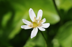 Caltha biflora