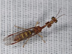 Leptomantispa pulchella