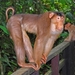 Southern Pig-tailed Macaque - Photo (c) Ettore Balocchi, some rights reserved (CC BY)