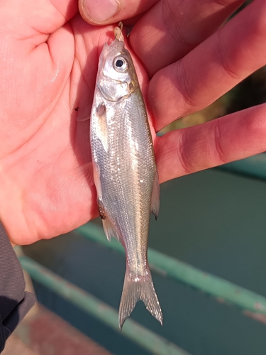 Blackbrow bleak (Acanthobrama microlepis) — Cyprinidae — 2