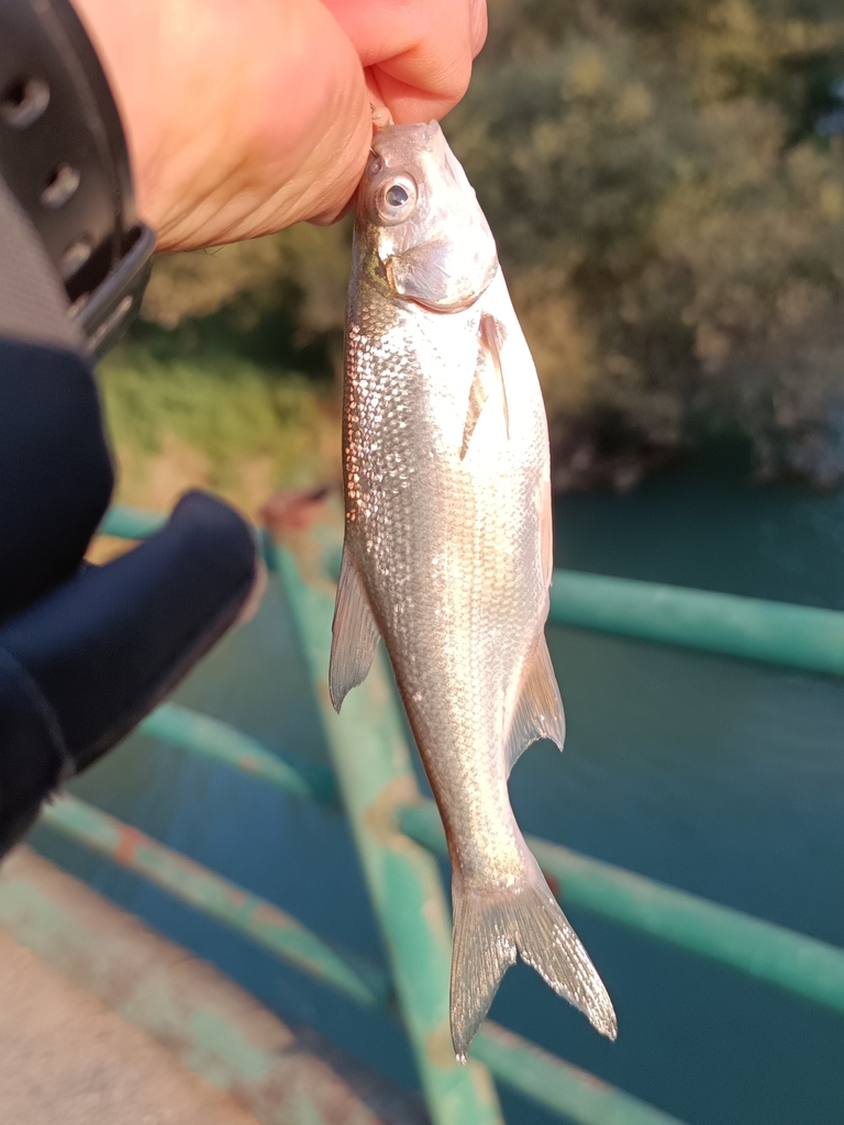 Blackbrow bleak (Acanthobrama microlepis) — Cyprinidae