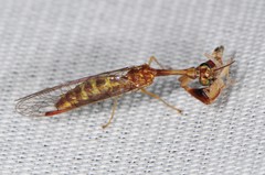 Leptomantispa pulchella