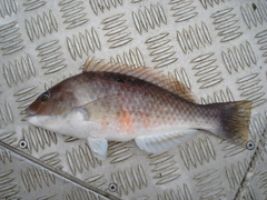 Notolabrus celidotus