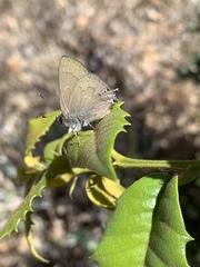 Satyrium saepium chalcis