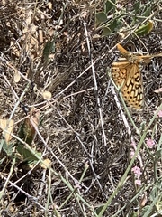 Speyeria callippe macaria