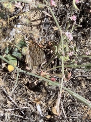 Speyeria callippe macaria