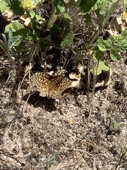 Speyeria callippe macaria