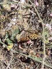 Speyeria callippe macaria