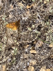 Speyeria callippe macaria
