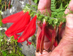 Cutleaf False Foxglove (Lamourouxia multifida)