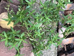 Scleromitrion diffusum