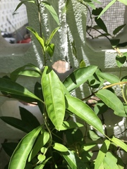 Paederia foetida