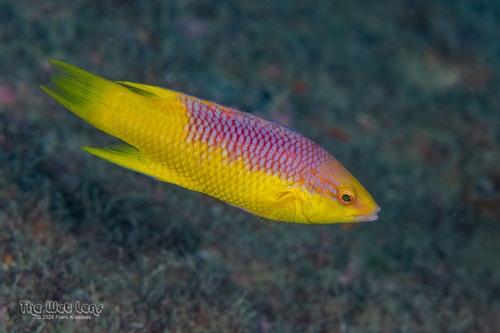 Spanish Hogfish