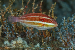 Redband Parrotfish photo 4