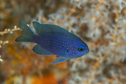 Purperen rifjuffer (Chromis scotti) — Pomacentridae