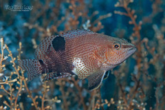 Belted Sandfish photo 2