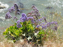 Limonium perezii