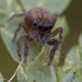 Neon Spiders - Photo (c) Thomas Barbin, some rights reserved (CC BY-NC), uploaded by Thomas Barbin
