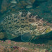 Scamp Grouper - Photo (c) Frank Krasovec, some rights reserved (CC BY-NC), uploaded by Frank Krasovec