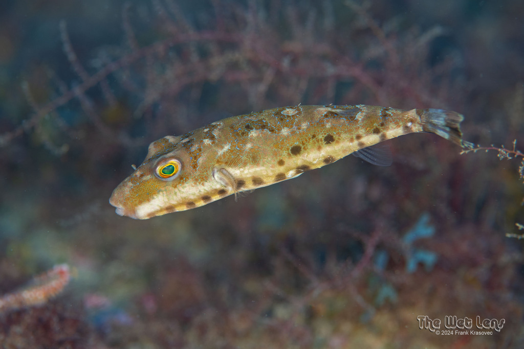 Bandtail Puffer (Sphoeroides spengleri) - Marine Life Identification