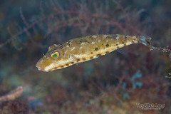 Bandtail Puffer photo 4
