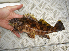 Chironemus marmoratus