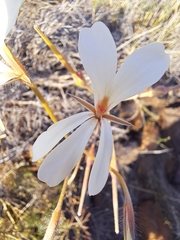 (c) Noeleen du Toit, some rights reserved (CC BY-SA) Pelargonium aridum, photograph (c) Noeleen du Toit, some rights reserved (CC BY-SA)