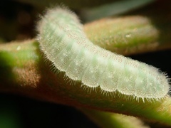 Psychonotis caelius