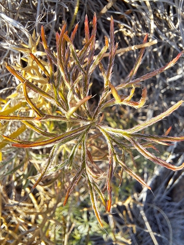 Pelargonium aridum, photograph 5