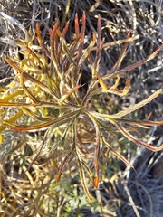 (c) Noeleen du Toit, some rights reserved (CC BY-SA) Pelargonium aridum, photograph (c) Noeleen du Toit, some rights reserved (CC BY-SA)