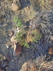 Pelargonium aridum, photograph (c) Noeleen du Toit, some rights reserved (CC BY-SA)