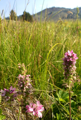Sidalcea oregana spicata