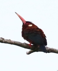 Galbalcyrhynchus leucotis