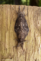 Dasychira grisefacta