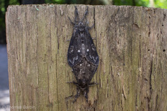 Dasychira grisefacta