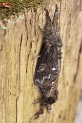 Dasychira grisefacta