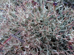 Cladonia amaurocraea