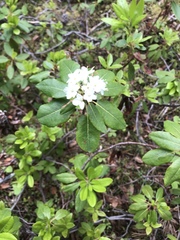 Rhododendron columbianum