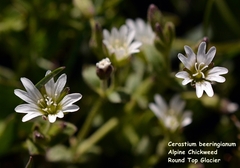 Cerastium beeringianum