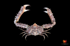 Enoplolambrus validus