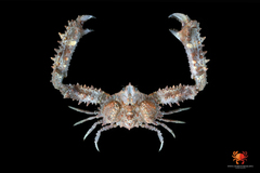 Enoplolambrus validus