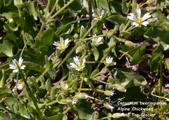 Cerastium beeringianum