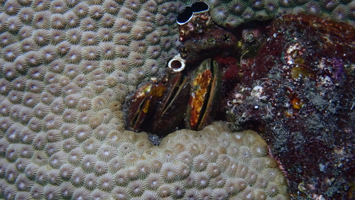 Beguina semiorbiculata observed 2024-09-15