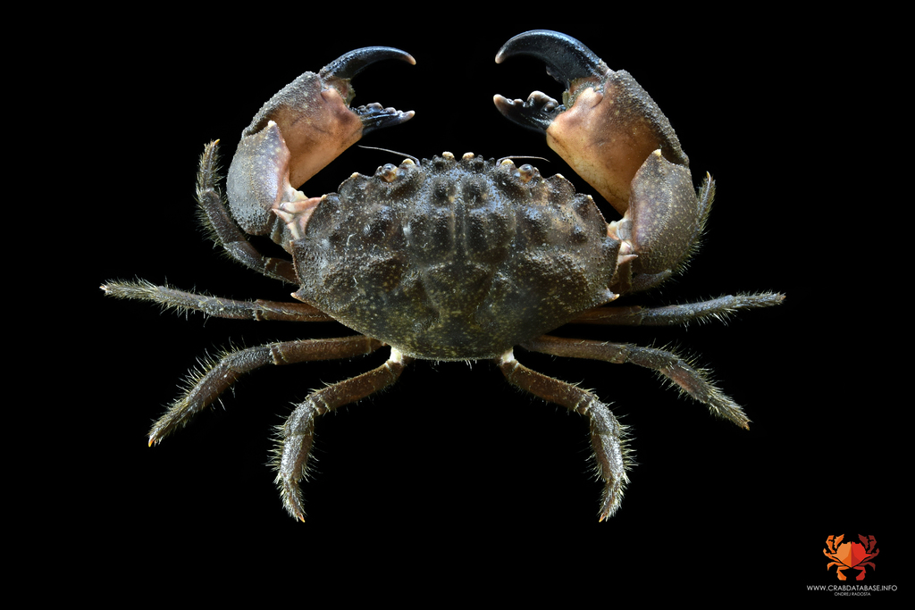 mangrove stone crab